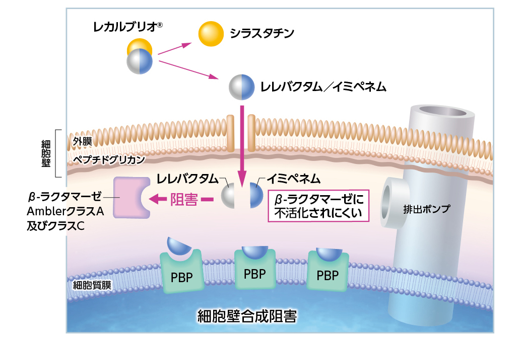 薬効薬理（作用機序） | 基本情報・Q&A | MSD Connect