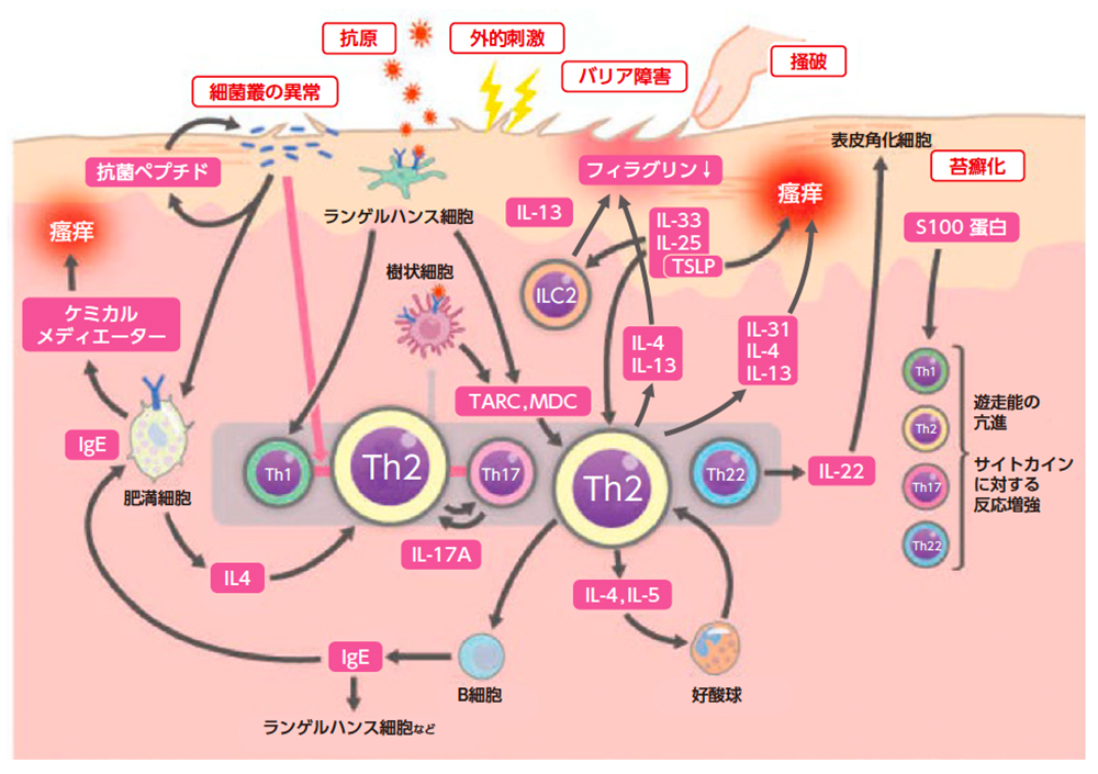 かゆみの発⽣機序